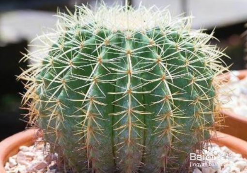 仙人掌和仙人球有什么区别