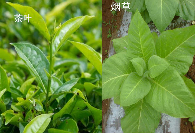 烟草和茶叶有什么区别