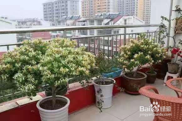 3种花“疾病”不喜欢，养1盆，一家老小身体好