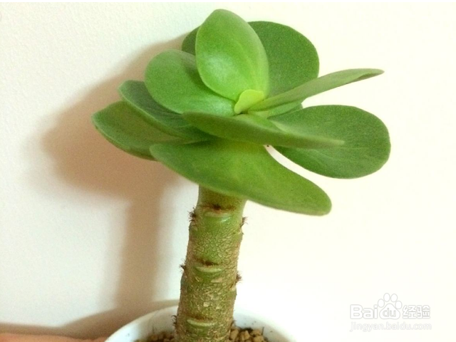 多肉金钱木的养殖方法和注意事项