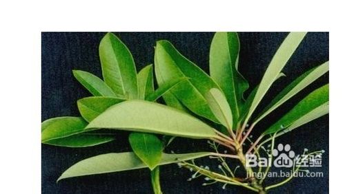 仙人掌茶的冲泡方法