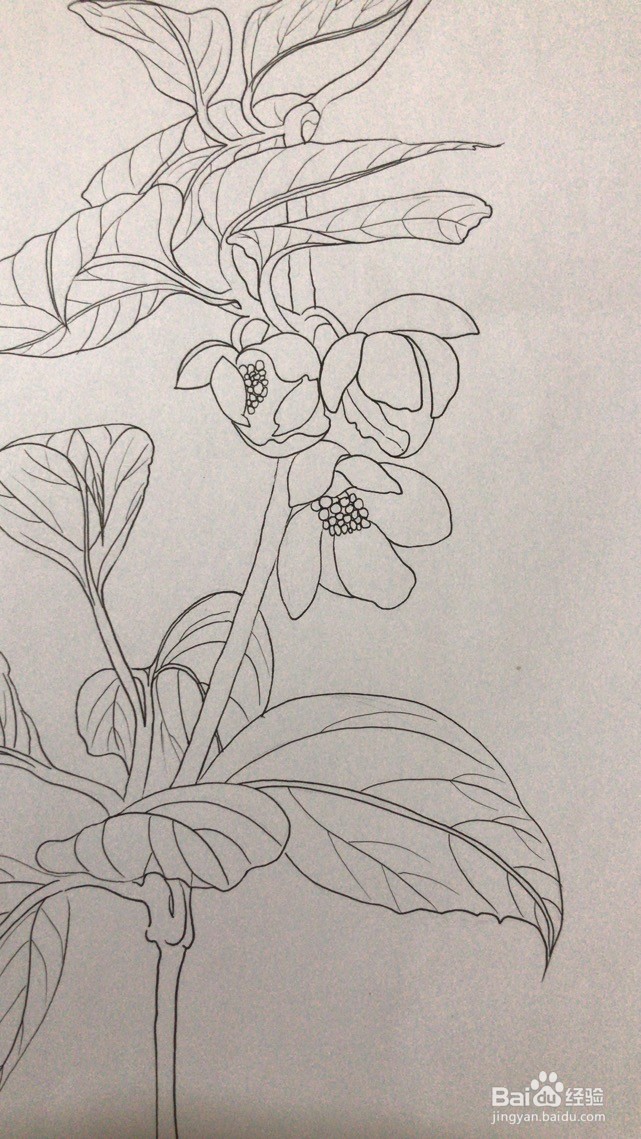 画五味子的花朵和枝叶