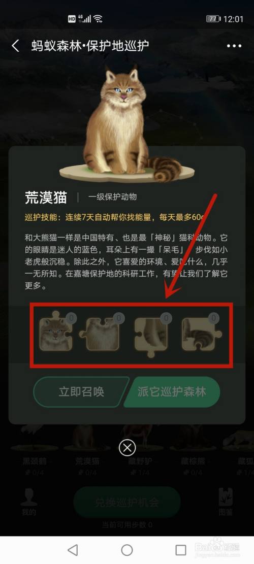 蚂蚁森林荒漠猫是怎么来的