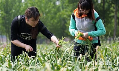 蒜苔摘取技巧