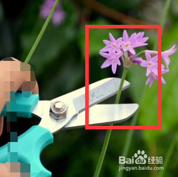 花长虫了怎么处理