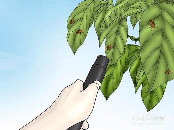 如何用物理去除椿象 驱除椿象图片教程