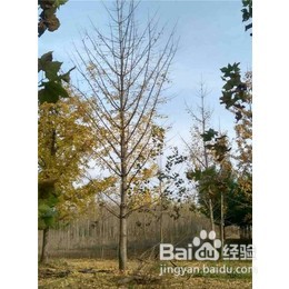 识别银杏树雌雄株的方法