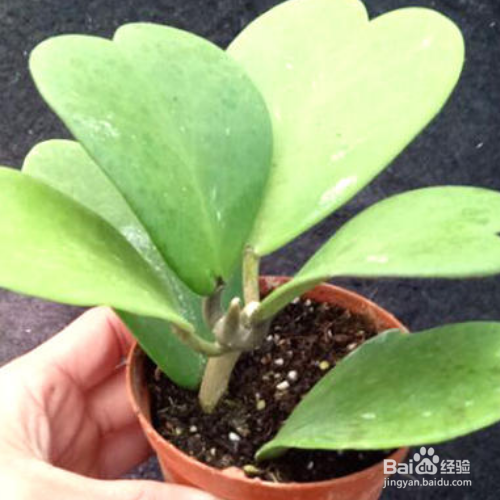 斑叶球兰的养殖方法和注意事项