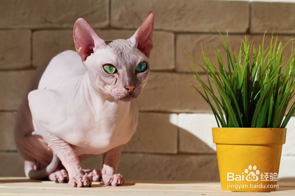 应对猫的泌尿问题