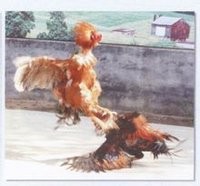 如何辨别斗鸡品种，养斗鸡选种