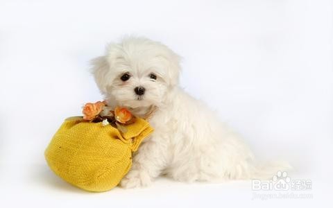 训练狗狗排泄的九大方法你知道吗?