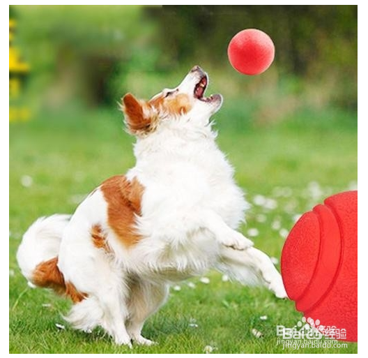 如何怎么的训练狗狗捡球