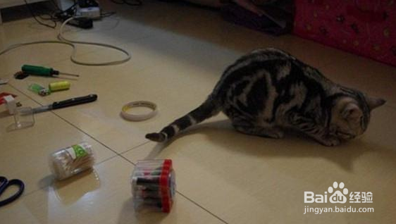 猫咪不惜被骂打翻东西的真正原因,好心酸!