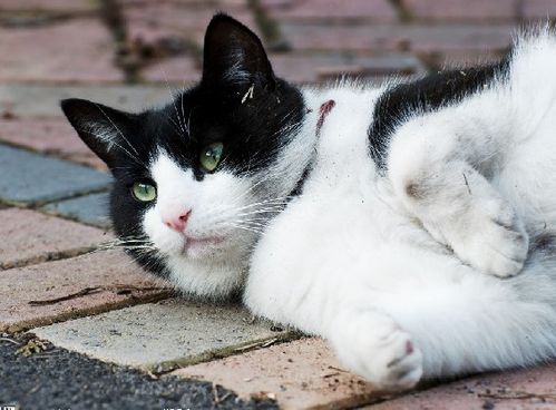 刚断奶的小猫吃什么好