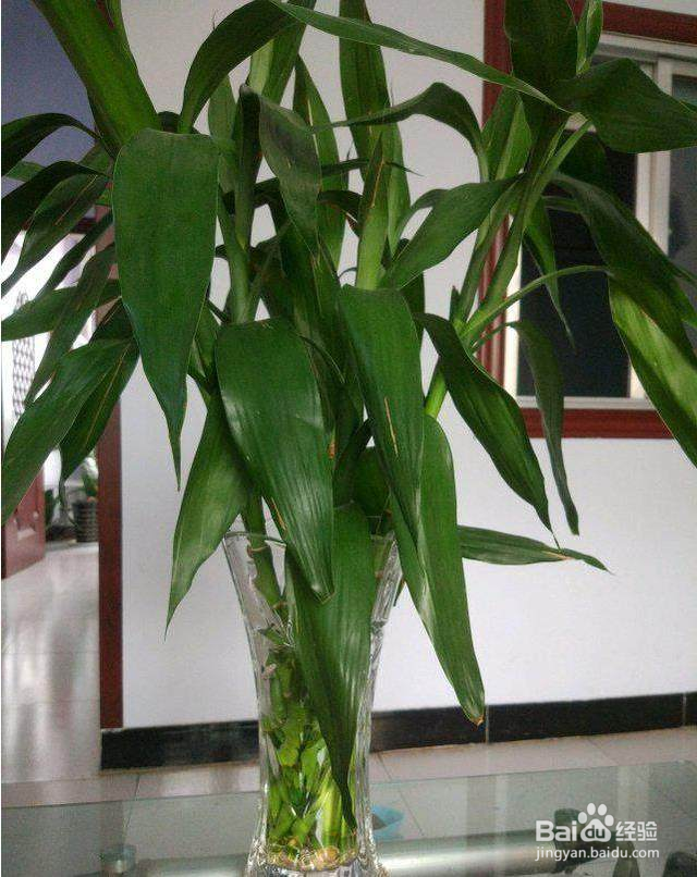 水养富贵竹养几根禁忌