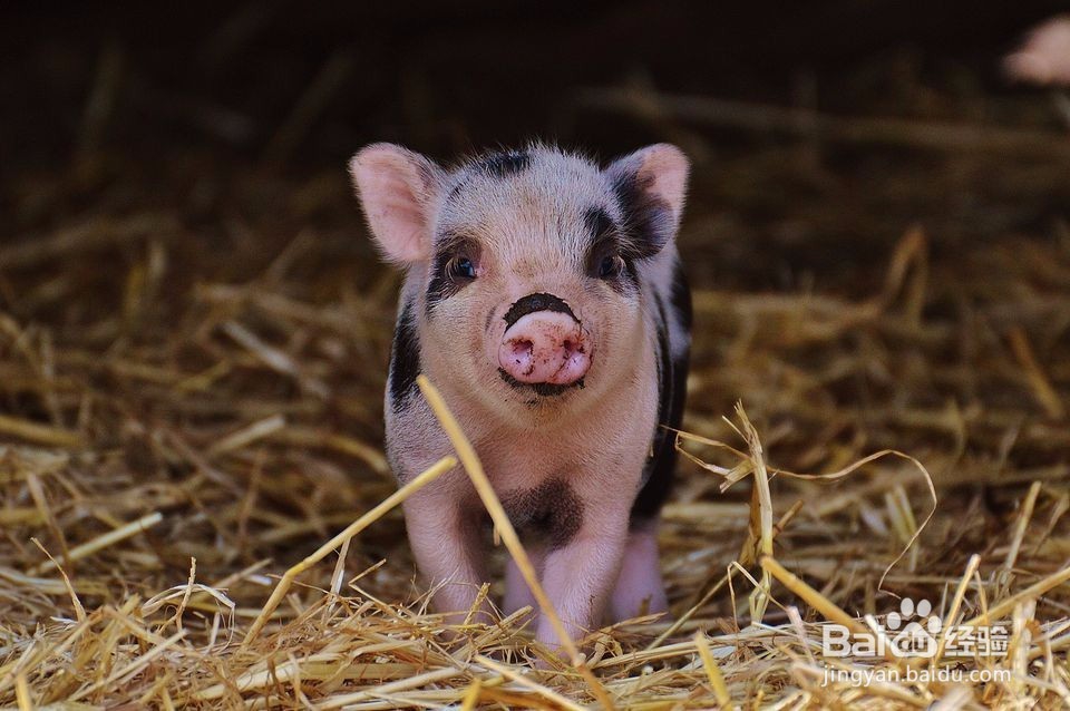 10只准备离开巢的动物