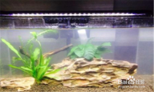 水草泥黑水了怎么处理