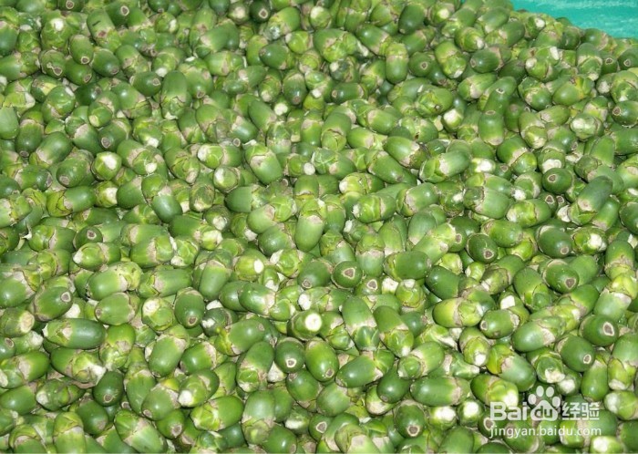 嚼食槟榔危害具体有哪些