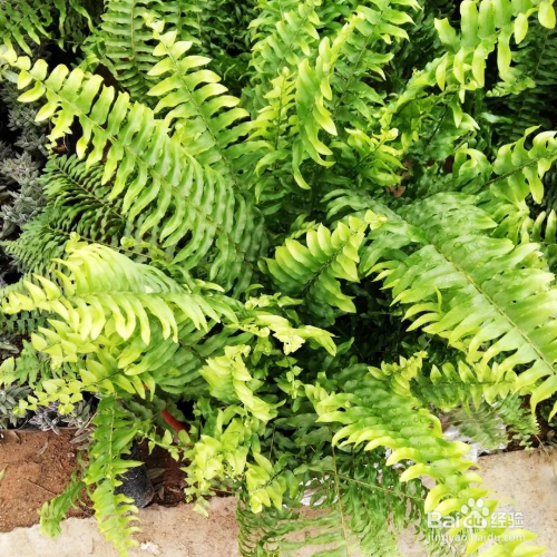 波斯顿蕨叶子干枯是怎么回事