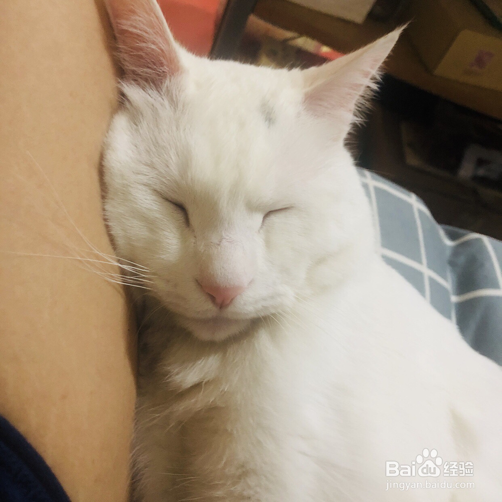 忍不住流口水的跳水鱼