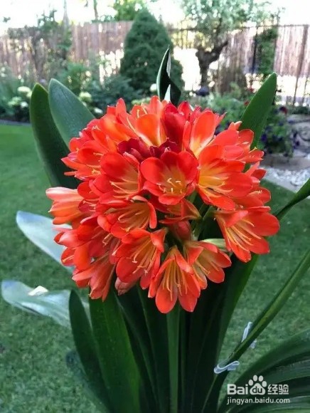 养君子兰，盆边撒点“小东西”，不施肥，开爆盆