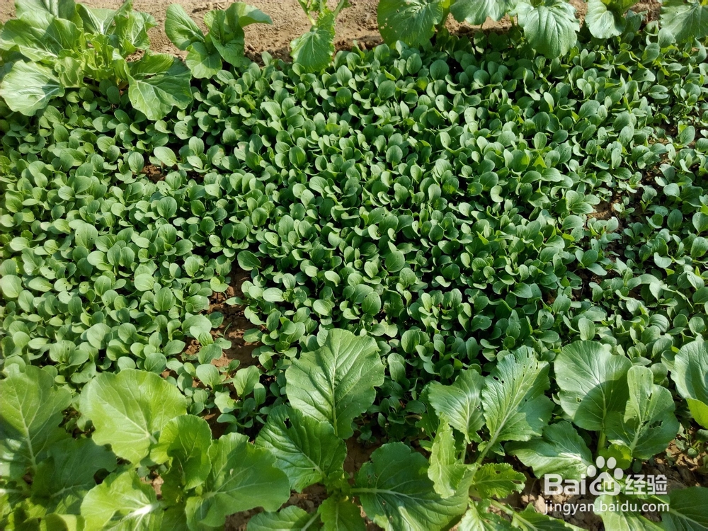 周末去哪里——带孩子去田间走走