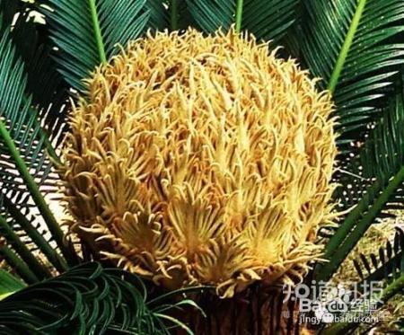 铁树开花难有些花100年开1次才是真绝色