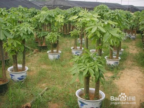 如何养护好发财树？