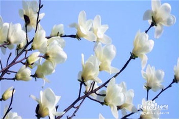 玉兰应该怎么养