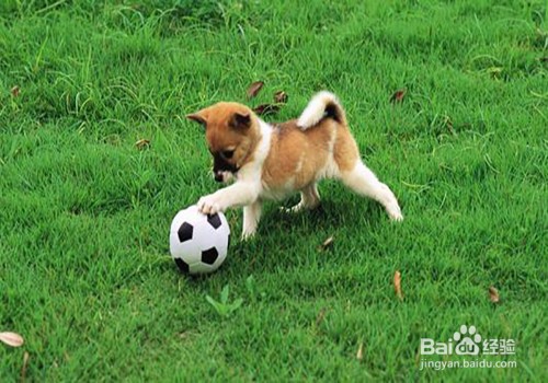 狗狗有泪痕怎么解决