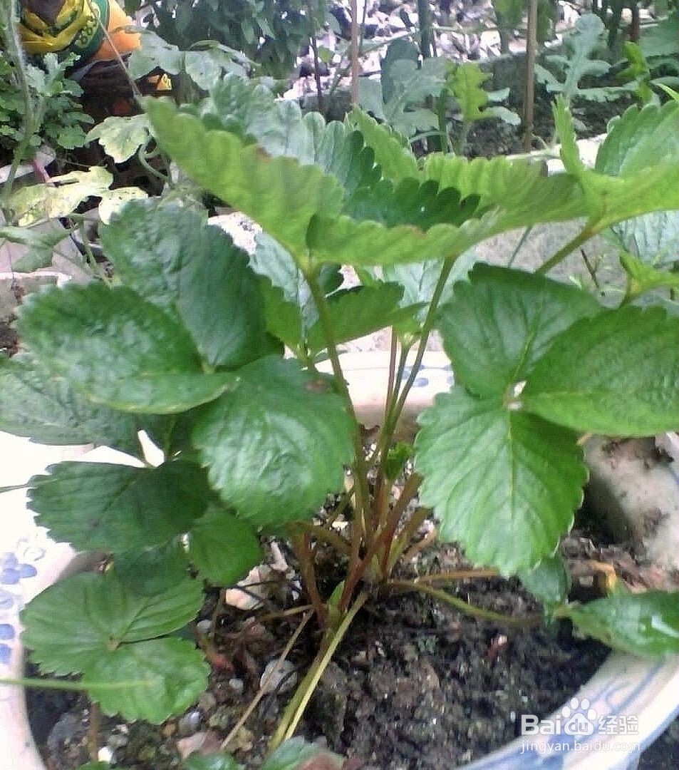 如何简单种植草莓