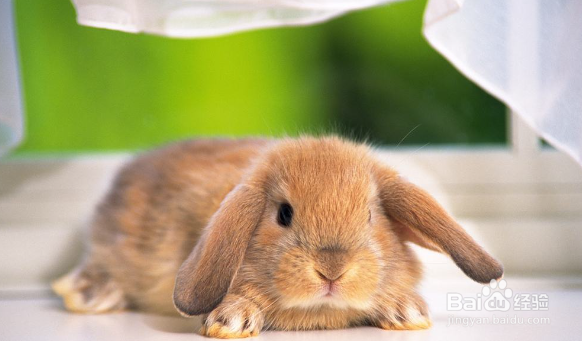 养宠物兔需要知道的常识有哪些？