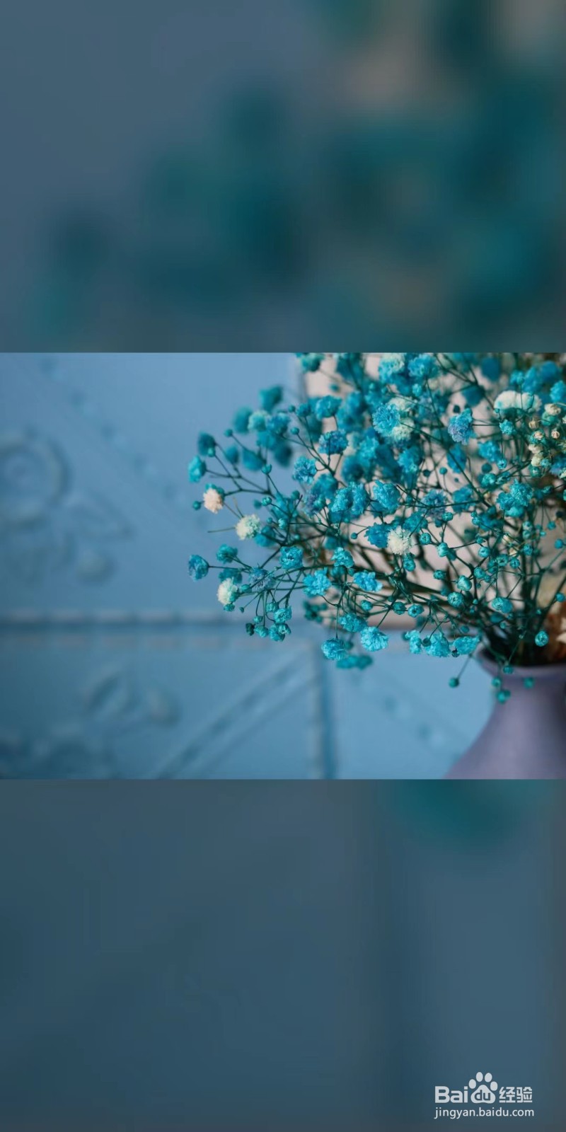 种满天星的种子需要注意什么