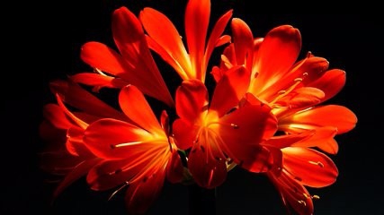 如何防止君子兰“夹箭”?