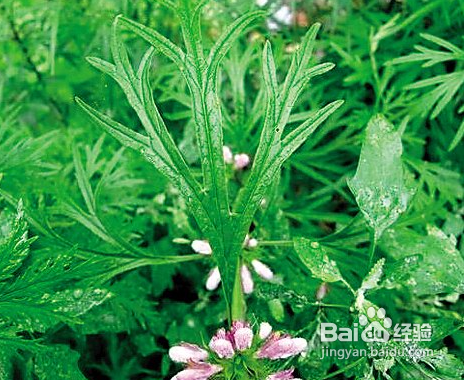 益母草的功效与作用及食用方法