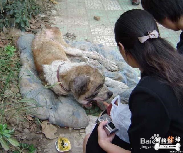 怎样哄你家生病的小狗狗主动吃