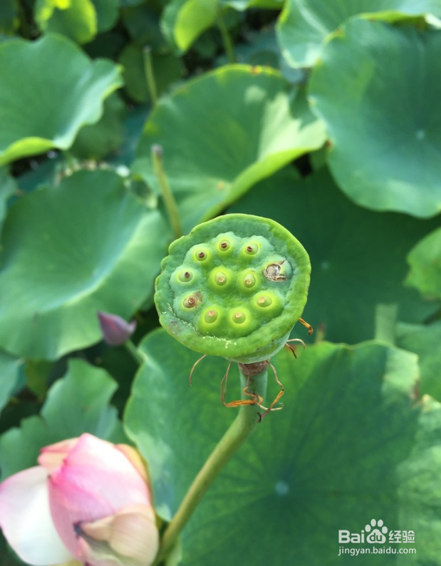 自驾洪泽湖观荷花