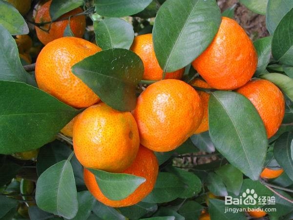 #水果#如何挑选砂糖橘