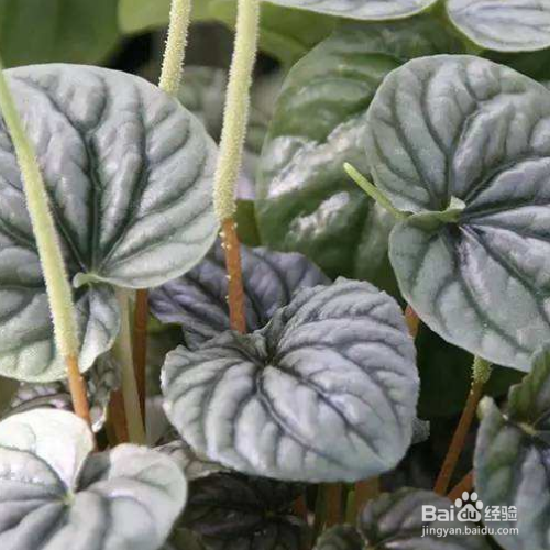 皱叶椒草如何养