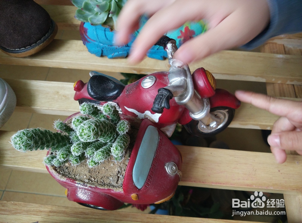 #环保达人#废旧物品变身创意盆栽大集合！