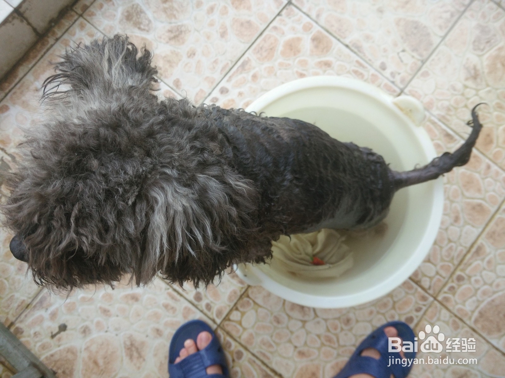 用简单有效方法治疗狗狗顽固性皮肤病