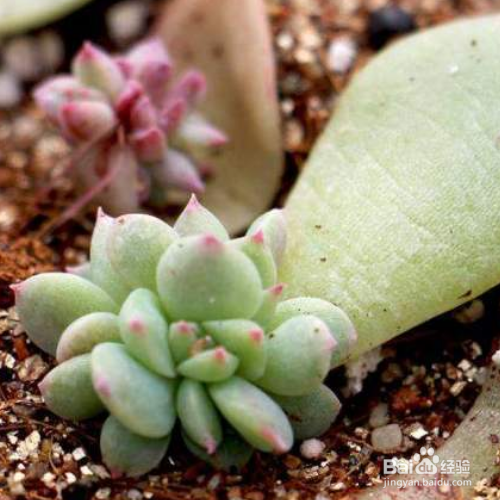 多肉叶插苗移盆步骤有哪些？