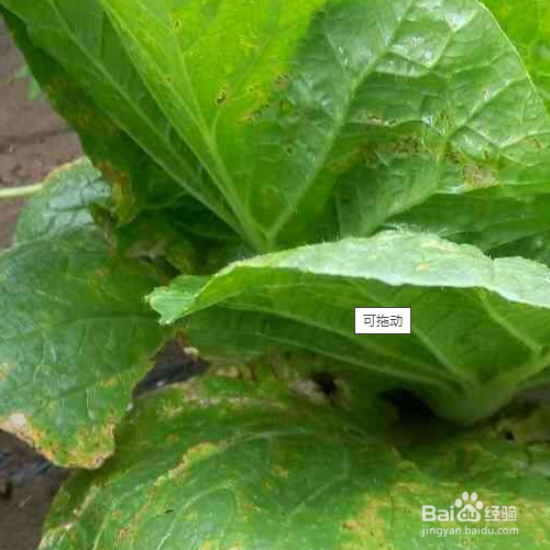 白菜叶子发黄是什么原因