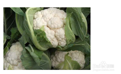 白花菜的功效与作用 百度经验