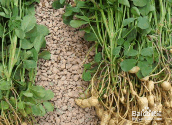 花生烂果的原因及解决方法