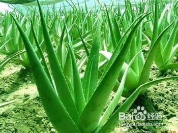 生后中那些东西对治理缓解牙疼有用
