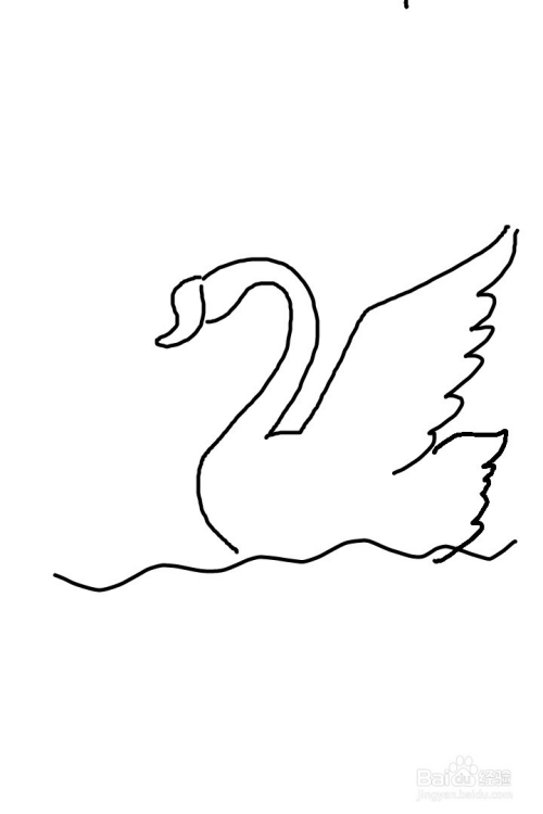 画白天鹅的步骤