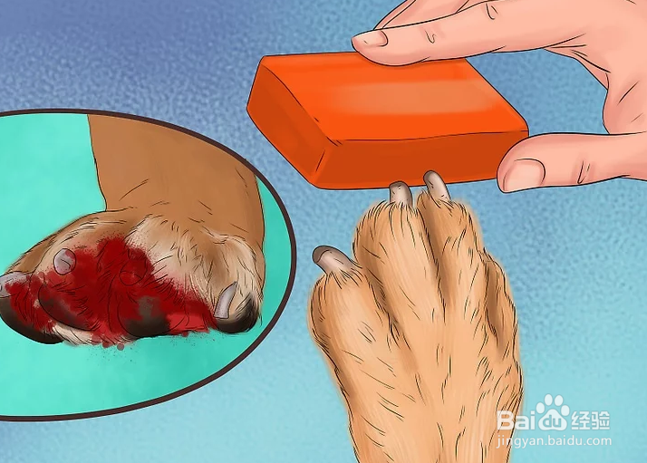 如何给狗狗的趾甲床止血