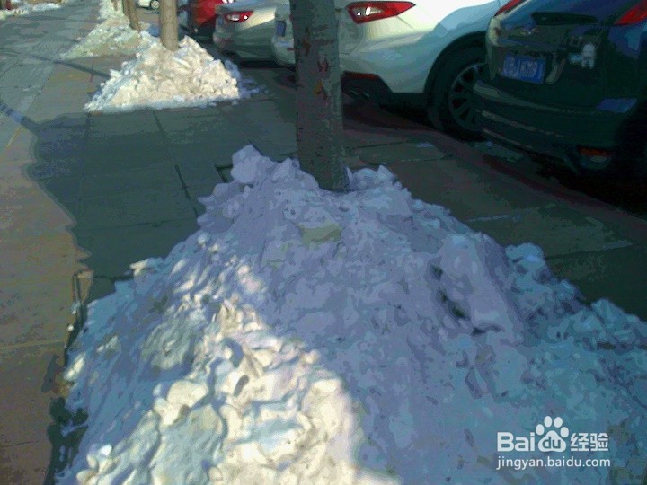 树木的根为什么用雪堆保护