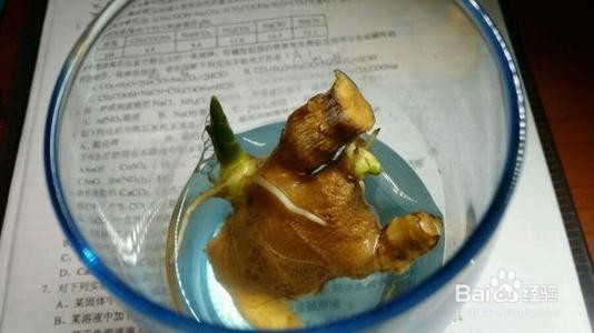 种姜的方法 和步骤